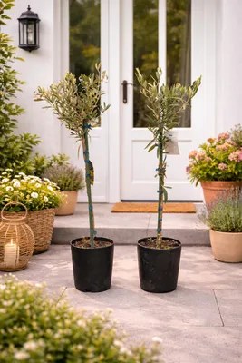 Obrázek produktu pro 2x olivovník 80–100 cm Olea europaea – olivovník pravý, středomořská rostlina, mrazuvzdorný v květináči, sada olivovníků