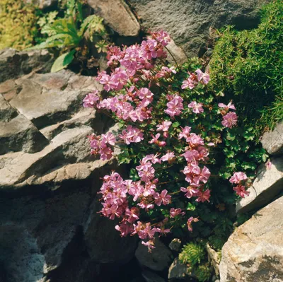 Produktbild von Geranium dalmaticum, Balkan-Storchschnabel, rosa, ca. 9x9 cm Topf