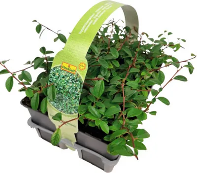 Produktbild von Zwergmispel 6-er Pack FloraSelf Cotoneaster dammeri radicans