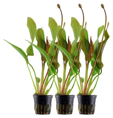 Produktbild von Aquarium Pflanze 3 Stück Echinodorus 'Red Diamond' AquaOne Nr.374D Wasserpflanze
