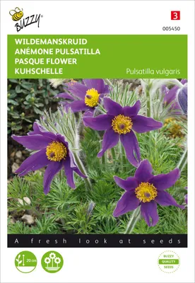 Produktbild von Kuhschelle | Kuhschellensamen von Buzzy Seeds