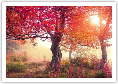 Produktbild von Poster - Poster ohne Rahmen - Baum Natur Wiese - 100x70 cm - Wand Bild - Wanddeko - Wandbilder - Kunstposter - Wandposter - Bilder - Kunstdruck - Wanddekoration - Wandbild - P2XAA100x70-3658