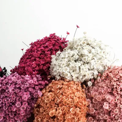 Produktbild von Glixia Trockenblumen 1 Bund Getrocknete Gänseblümchen in verschiedenen Farben 40
