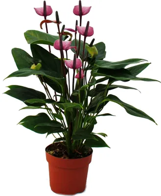 Produktbild von Flamingo Kvetina "Purple Fiorino" fialová Anthurium andreanum 12cm