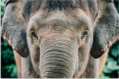 Produktbild von MuchoWow® Poster Elefant - Porträt - Tiere - Grau 120x80 cm - Bilder