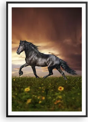 Produktbild von Gerahmtes Poster - Schwarzer Rahmen - Pferd Tier Wiese - 70x100 cm - Wand Bild - Wanddeko - Wandbilder - Kunstposter - Wandposter - Bilderrahmen - Bilder - Kunstdruck - Wandbild - P2BPA70x100-2608