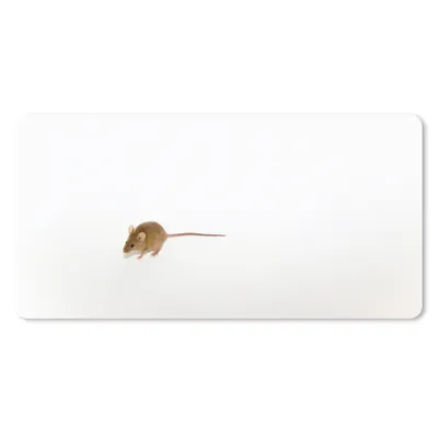 Produktbild von MuchoWow® Mauspad Mousepad Maus - Tiere - Weiß 60x30 cm - Mousepads - Maus Mat - Pad - Mausunterlage - Nachhaltig