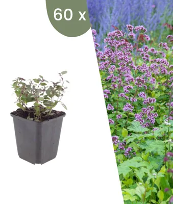 Produktbild von Plants by Frank | 60 Zier-Oregano 'Herrenhausen' Pflanzen | Origanum Laevigatum 'Herrenhausen' | Stauden | Winterhart | Mehrjährig | Gartenpflanzen