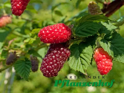 Produktbild von Dornenlose Tayberry `Buckingham´ - Kreuzung aus Himbeere und Brombeere - 40-80cm im 3 Liter Topf