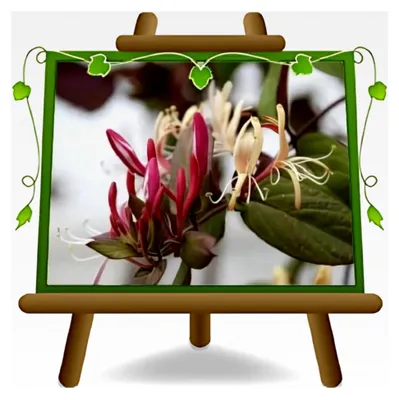 Produktbild von Lonicera Caprifolium (weiß) Kletterpflanze, Höhe 160 180 cm, Topf 18 cm