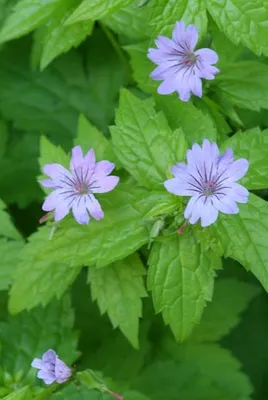 Image de Géranium noueux (Geranium nodosum) 10-25 cm, Ø 9 cm, 6 plants, résistant au froid