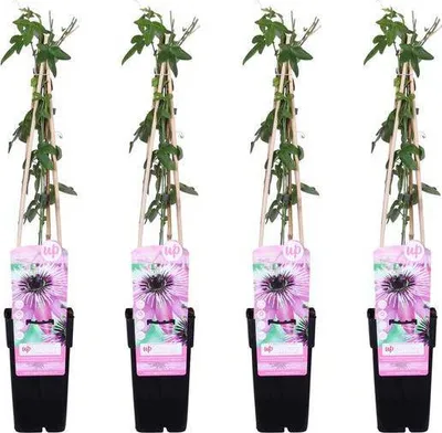 Obrázok produktu pre Mucenka Passiflora ‘Purple Haze’ 4 rastliny Ø15cm x 65cm Exotická dekorácia