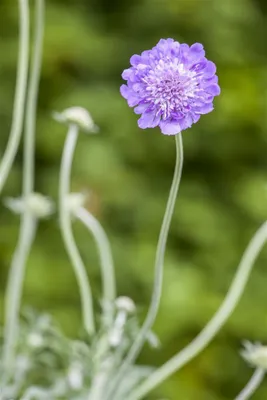 Produktbild von Scabiosa columbaria 'Butterfly Blue', Skabiose, blau, ca. 11x11 cm Topf