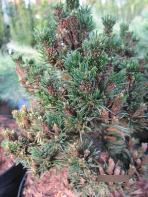 Produktbild von Pinus parviflora Regenhold - Zwerg-Mädchenkiefer Regenhold - 10-15cm