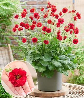 Produktbild von BALDUR Garten 3x Geum 'Firestarter®', Pflanzen im 9x9 cm-Topf, auffällige, kompakte Neuzüchtung, winterharter Blickfang, blüht bis zu 6 Monate, für Beet & Kübel, pflegeleicht & langlebig