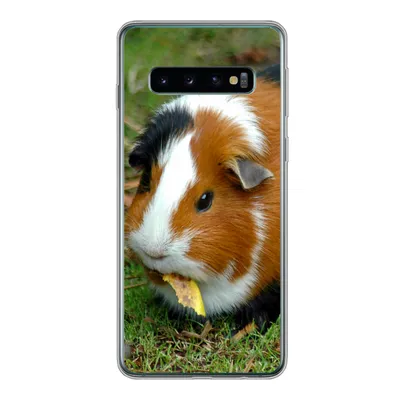 Produktbild von MuchoWow® Handyhülle Schutzhülle Hülle für Samsung Galaxy S10 Meerschweinchen draußen Silikon Softcase Handy Hülle - Handytasche