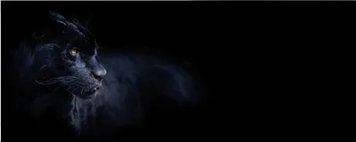 Produktbild von Leinwandbild Tiere 40 x 100 cm - Wandbild Schwarz - Keilrahmen Panther Wohnzimmerdeko Wanddeko Wandgemälde