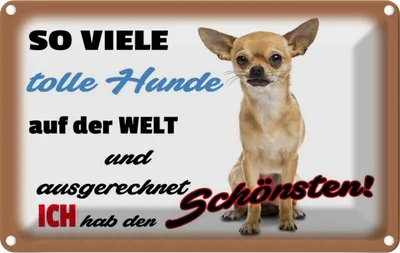 Produktbild von vianmo Blechschild 20x30 cm ich hab den schönsten Hund Tier Haustier