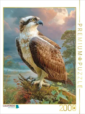 Produktbild von CALVENDO Puzzle Raubvögel | 2000 Teile Lege-Größe 90x67cm Foto-Puzzle für glückliche Stunden