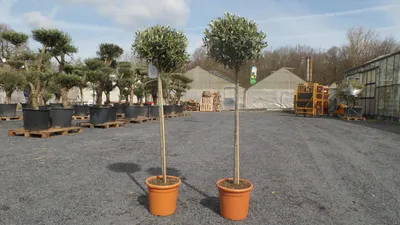 Produktbild von Olivenbaum Olive 160 - 180 cm Hochstamm, beste Qualität, winterhart