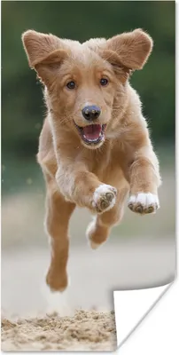 Produktbild von MuchoWow® Poster Laufender Hund Foto 60x120 cm - Wandschmuck