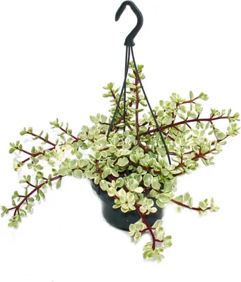 Immagine prodotto di Pianta da interno da appendere - Portulacaria afra var.- Semaforo albero di giada 14cm