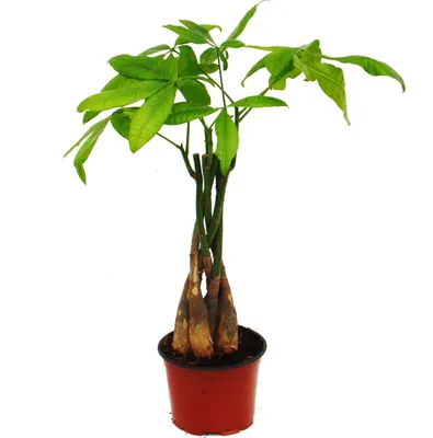Zdjęcie produktu dla Pachira aquatica, kasztan szczescia - doniczka 12 cm