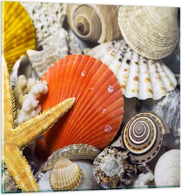 Produktbild von Bilder auf glas - Seashell Meer Strand Sand - 30x30cm - Glasbilder - Wandbilder - Kunstdruck - zum Aufhängen bereit - Wanddekoration aus Glas - Glas Bilder - Wandbild auf Glas - GAC30x30-0456