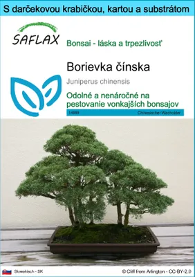 Obrázok produktu pre SAFLAX Darčeková sada - Borievka čínska - Juniperus chinensis - 30 Semená - S darčekovou krabičkou, prepravným štítkom, darčekovou kartou a pestovateľským médiom