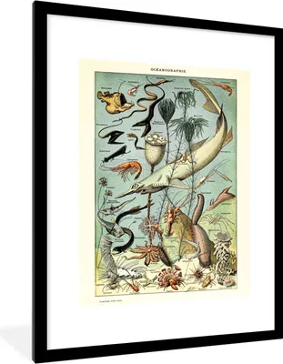 Produktbild von MuchoWow® Gerahmtes Poster Tiere - Meer 60x80 cm - Poster mit Schwarzem Bilderrahmen Wandposter Rahmen Foto Bilder - Wohnzimmer - Dekorationen - Prämie