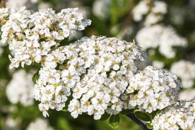 Produktbild von Spiraea nipponica 'Snowmound', Japanische Spiere, weiß, 40–60 cm