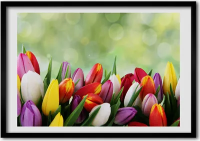 Produktbild von Bild - Bilder - Bilderrahmen - 70 cm x 50 cm - MDF-Rahmen, Wandkunst bunte Tulpen