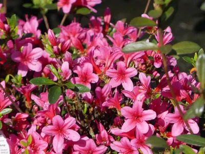 Produktbild von Japanische Azalee Silvester - Rhododendron obtusum Silvester - 30-40cm