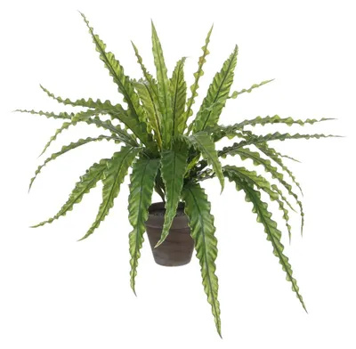 Produktbild von Kunstpflanze Asplenium Mica Decorations H 50 cm Ø 75 cm grün