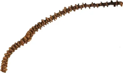 Produktbild von Bananenstiel Natur 30cm – Deko Zweig Musa acuminata