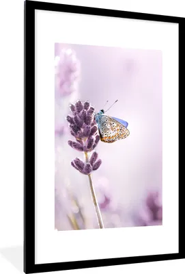 Produktbild von MuchoWow® Gerahmtes Poster Lavendel - Schmetterling - Nahaufnahme - Lila 60x90 cm - Poster mit Schwarzem Bilderrahmen Wandposter Rahmen Foto Bilder - Dekoration - Wandposter Wohnzimmer - Hochwertig