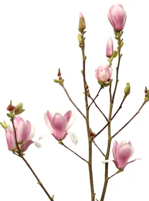 Immagine prodotto di Magnolia a fiore grande - Satisfaction - Magnolia a fioritura precoce 40 - 60 cm