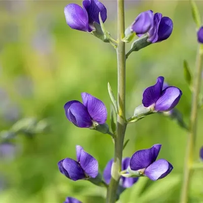 Produktbild von Baptisia australis - Blaue Färberhülse