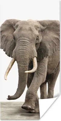Produktbild von MuchoWow® Poster Elefant - Kinder - Tiere - Mädchen 60x120 cm - Wandschmuck