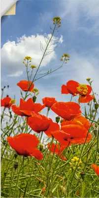 Produktbild von ARTland Wandbild, selbstklebend Mohnblumen im Panorama Größe: 50x100 cm