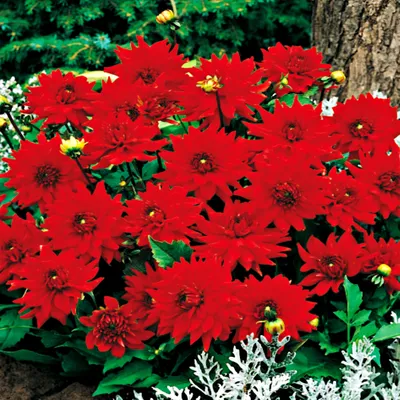 Produktbild von Dahlie Knolle Blüten Sommerblumen Herbstblumen Rigoletto-Dahlien Red Pigmy 1 St.