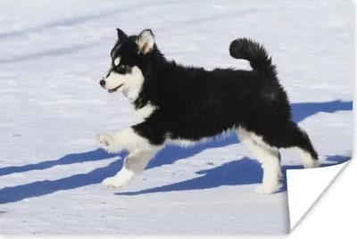 Produktbild von MuchoWow® Poster Husky-Welpe läuft über den Schnee 120x80 cm - Bilder