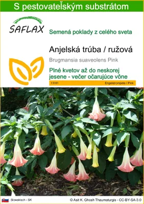 Obrázok produktu pre SAFLAX - Anjelská trúba / ružová - Brugmansia suaveolens Pink - 10 Semená - S pestovateľským substrátom bez klíčkov