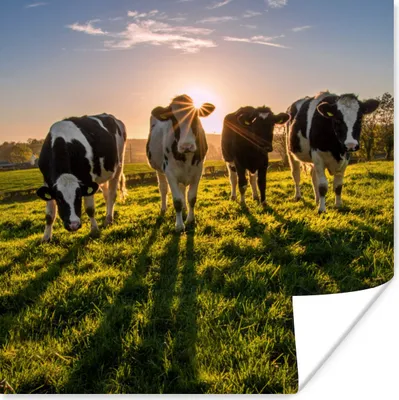 Produktbild von MuchoWow® Poster Kühe - Gras - Sonne 100x100 cm - Babyzimmer