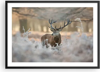 Produktbild von Gerahmtes Poster - Schwarzer Rahmen - Hirsch Wald Natur - 70x50 cm - Wand Bild - Wanddeko - Wandbilder - Kunstposter - Wandposter - Bilderrahmen - Bilder - Kunstdruck - Wandbild - P2BAA70x50-3744