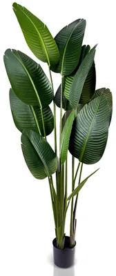 Produktbild von Strelitzia Kunstpflanze 180 cm - Realistisch und Pflegeleicht