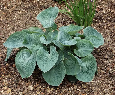 Produktbild von Hosta Pflanze Winterhart - Funkien Riesen Kollektion - 5 Wurzeln - Stauden Mehrjährig Winterhart - Mix von 5 Hybriden - Pflanzen aus Holland (kein Samen, zwiebeln und nicht künstlich)