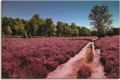 Produktbild von ARTland Leinwandbild Lüneburger Heide Romantik Größe: 90x60 cm