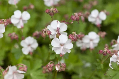 Produktbild von Geranium macrorrhizum 'Spessart', Storchschnabel, weiß-rosa, ca. 9x9 cm Topf