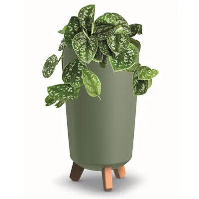 Produktbild von Blumentopf mit Füßen Hoh Tube Pflanzkübe D 24 cm aus Kunststoff matte Grün Übertöpfe Geldbaum Kakteen Gummibaum Glücksfeder